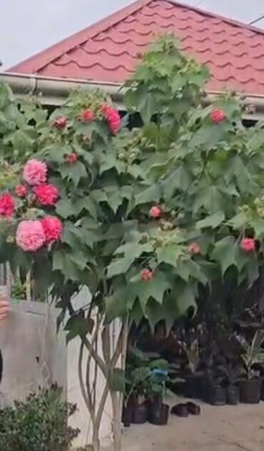 Ağaclar: Bağ bitkiləri – dekorativ ağac və kol sortları - Tulpan Maqnoliya — 1