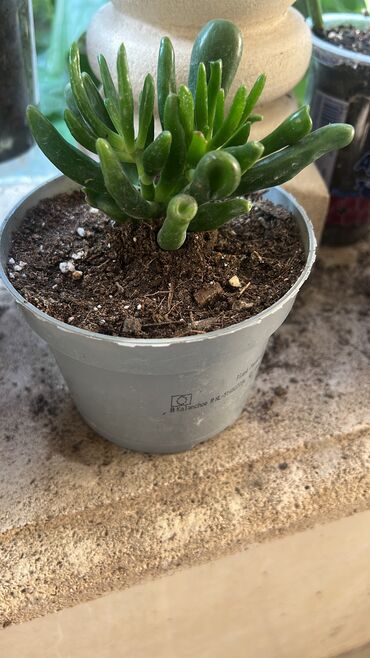 Xalçalar: Xalça -da lalafo.az — 4 Xalçalar: Xalça — 4