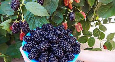 Другие виды семян и саженцев: Натчез Ежевика безшипная Рассада в горшках ЗКС Саженцы в наличии и — 4