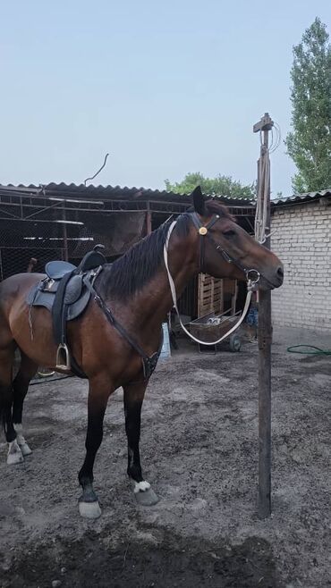 восточная ориентальная кошка: Продаю Жеребца с седлом,уздечкой полный комплект!