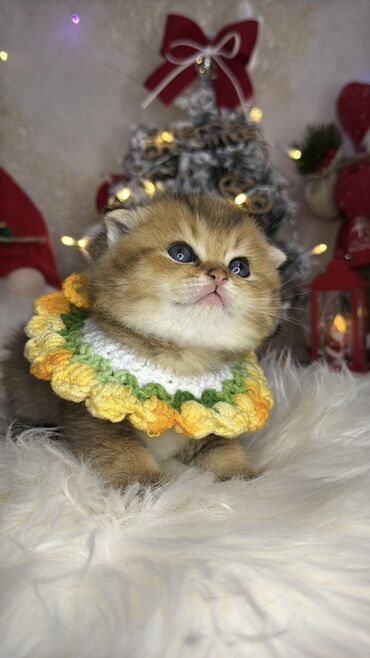 Xaltalar, qayışlar və tasmalar: Gold shinshilla skodish balalar — 9