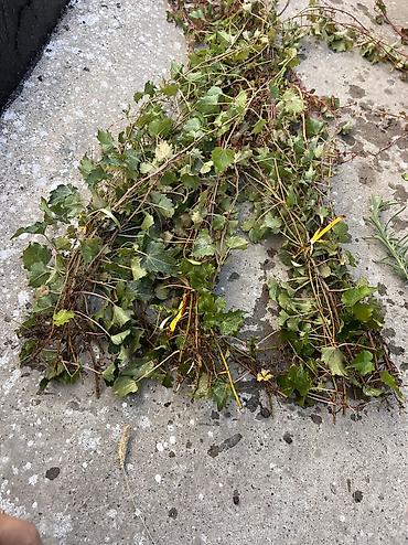 вьющие цветы: Виноград 'Вичи'. 🌿 Виноград Вичи с готовыми корнями! Идеальное время — 2
