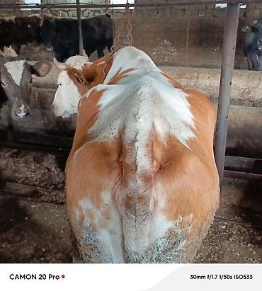 su qablari: 2 ci qarina 4 ayliq bogaz simmental duye satilir. Hal hazırda 14-16 — 3