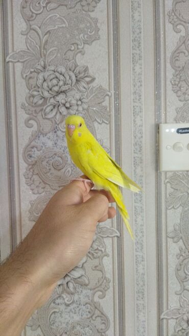 xacmazda satilan inekler: Satılır sağlam və aktiv quşlar,ələ öyrətmək və danışdırmaq üçün və ya