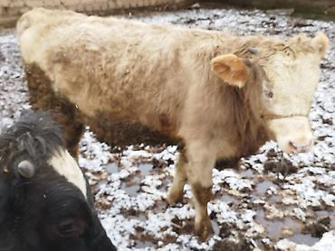 Коровы, быки: Продаю | Бык (самец), Тёлка | Для разведения — 1