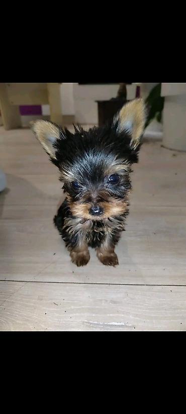 Psi: Jorkšir terijer – štenci iz kućnog legla majka ima kilo i po otac 980 — 14