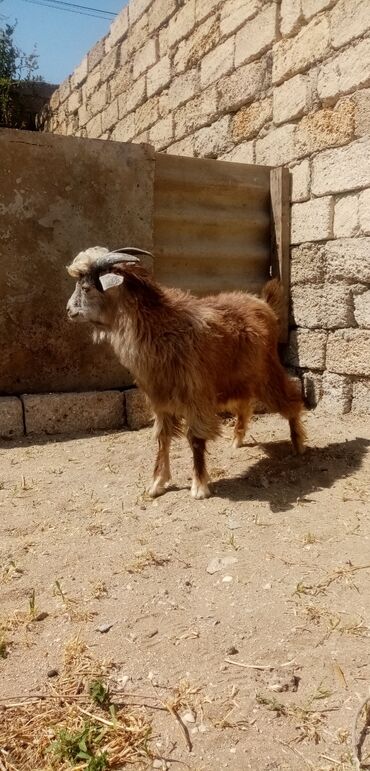 Keçi, çəpiş: Erkək, il: 3, Damazlıq, Ünvandan götürmə lalafo.az -da Keçi, çəpiş: Erkək, il: 3, Damazlıq, Ünvandan götürmə