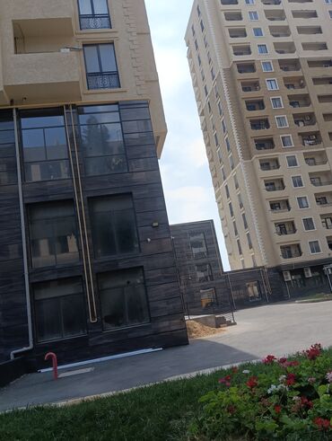 Toxumlar: Qazonlasdrma catrlma qurasdrma dekarativ bitgiler guler das torpaq — 12