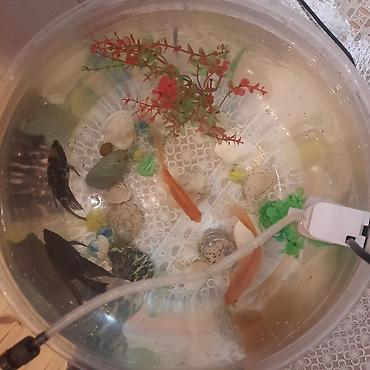 quppi baliqlari: Yumru akvarium, Balıqlarla birlikdə, 15 l — 2