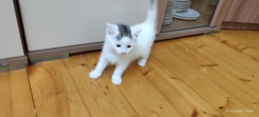 объявление про котят в баку: Şotland, Yaxşı əllərə