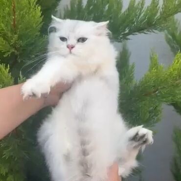 cücə yem qabı: Şinşilla, Ödənişli çatdırılma