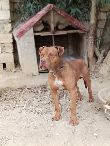 avcarka itler: Pitbul