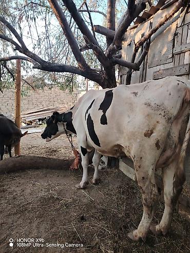 simmental inək cinsi: Salam heyvan 7 ay əvvəl 2 ci qarın balanı doğum. Təzə doğanda 37 litr — 6
