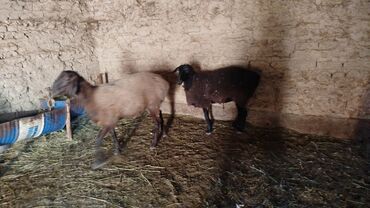 домашный курица: Продаю | Баран (самец), Овца (самка) | Полукровка | На забой