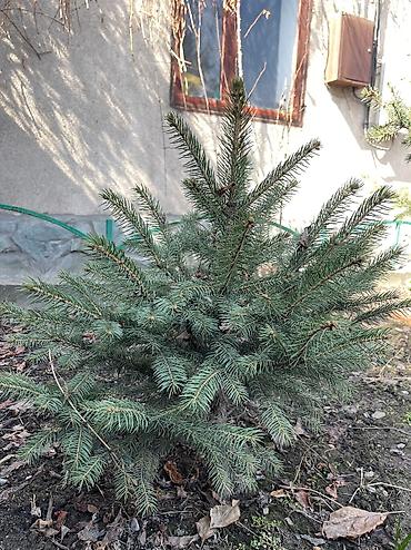 Декоративные деревья: Саженцы деревьев: Ели, Платная доставка, Самовывоз — 14