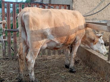 Коровы, быки: Продаю | Корова (самка) | Симментальская | Для разведения, Для молока | Стельные