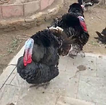 tutuquşu satılır: Dişi, Kanada, Yumurtalıq, Pulsuz çatdırılma, Ödənişli çatdırılma — 1