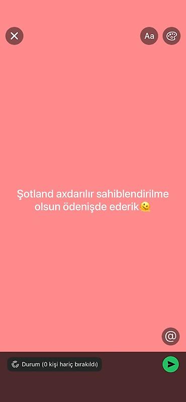 ən ucuz pişiklər: Şotland, Yaxşı əllərə — 1