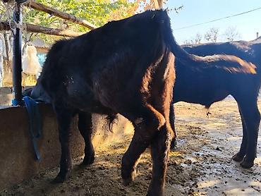 Животные: Продаю | Бык (самец) | На откорм | Привязанные — 2