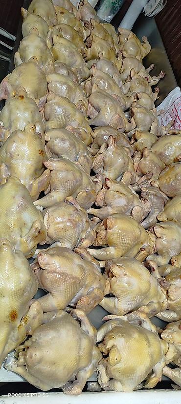 куплю куры: Тоок эти 
мясо броллер 
250 кг Домашний — 6