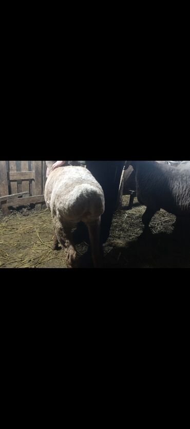 Баран, овца: Продаю | Овца (самка) | Арашан | Для разведения | Котные — 13