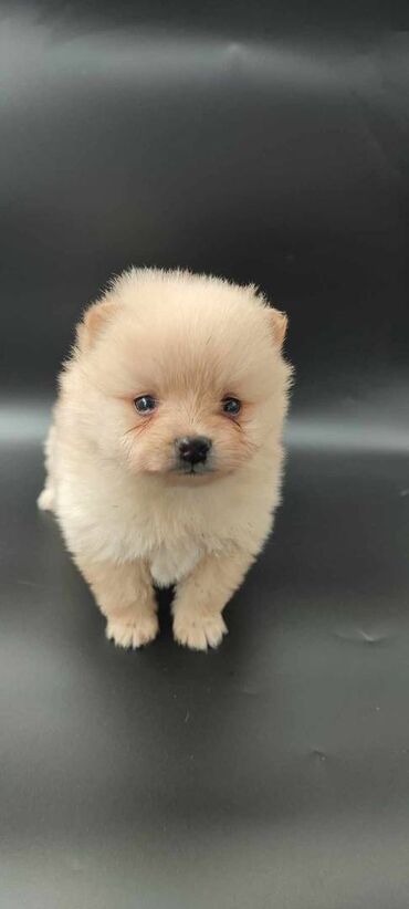 Psi: Oduševićemo vaša srca predivnim Pomerancima iz našeg pažljivo — 6