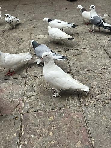 quşlar göyərçin: Boynu gulu maya ag erkekdi saglam heyvanardu unvan sabuncu qiymet 15 — 4