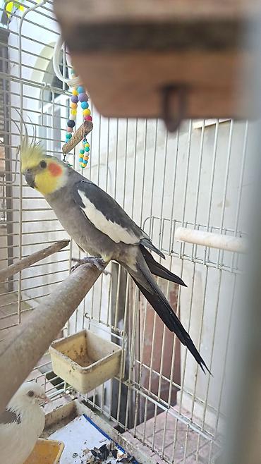 Quşlar: Nimfa (Cockatiel) papağanı – boz rəngli bədən, sarı ibik və yanaqlarda — 2