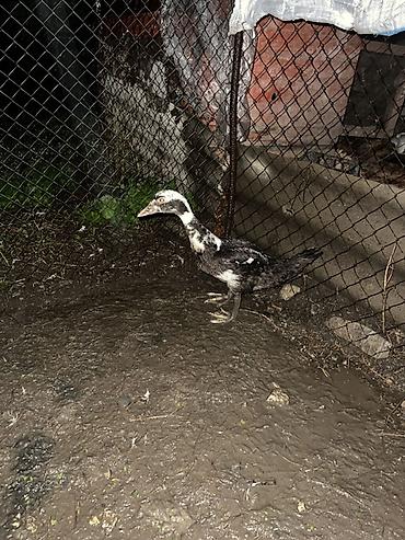 lal ordək yumurta: Muscovy (indo) ördəklər – qarışıq rəngli balalar - Cins: Muscovy/indo — 2