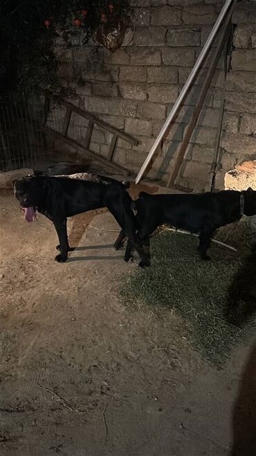 İtlər: Kane-Korso, Cütləşmə üçün, Ünvandan götürmə -da lalafo.az — 2 İtlər: Kane-Korso, Cütləşmə üçün, Ünvandan götürmə — 2