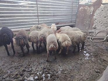 pişik yemi topdan: Salam təmiz Qurbanlıq 8 - 9 - aylıq ərkək quzulardır diri çəki satılır — 7