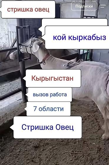 пицца печка: Отун Аралаймын Кара Балта. Пилю дрова кара балта — 4