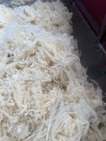 Yun: QOYUN YUNU SATILIR Şamaxı yunu — 5