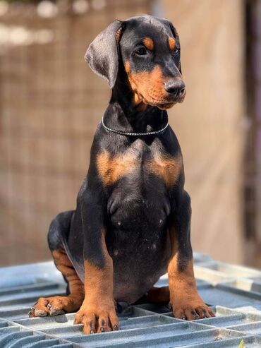 Psi: Prodaju se prelepi štenci dobermana, rodjeni 02.07.2025. Štenci su — 4