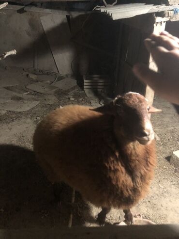 bmw 8 серия 840ci at: Самец, Qala, лет: 1, 26 кг, Для разведения, Самовывоз