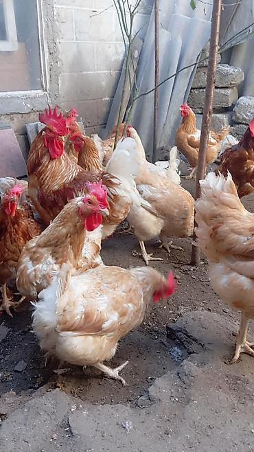 3 toyuq 3 gune 3 yumurta: Məhsul: Yerli toyuqlar və xoruzlar (yumurta yönümlü qarışıq rəngli — 3