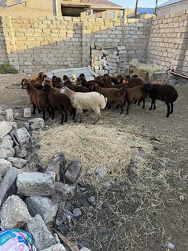 at satisi qiymetleri: Salam aleyküm 23 baş quzdu 6 dışı 17 erken kom 320 m tek tek 280 dan — 5