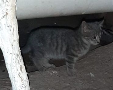 коты в бишкеке: Маленькая девочка на улице. потеряшка или от мамы убежала. отдаём в