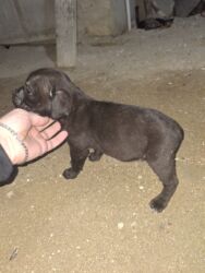 sort itlər: Кане-корсо, 1 месяц, Самка