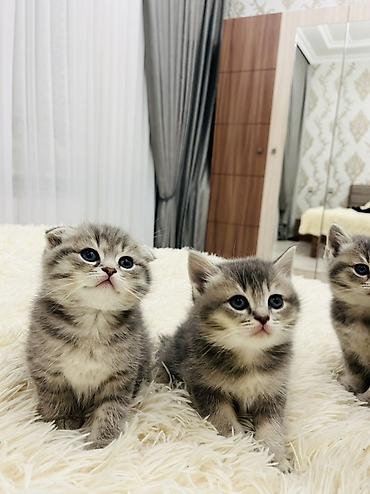 Pişiklər: Şotland, Erkək — 7