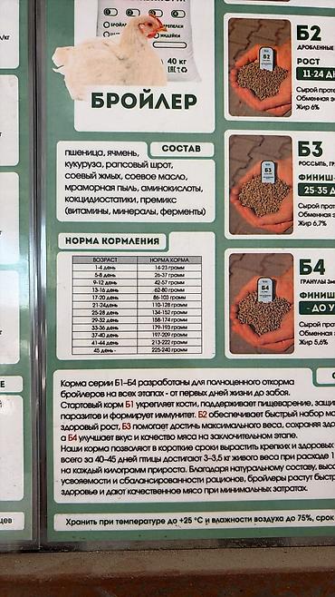бролер яйцо: Продаю | Цыплята | РОСС 308 | На забой — 3