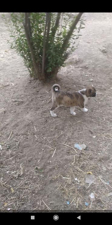 çau çau köpek: Alabay — 2