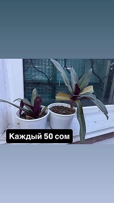 Уход за растениями: Комнатные растения в горшках и стаканчиках. - Различные молодые — 4