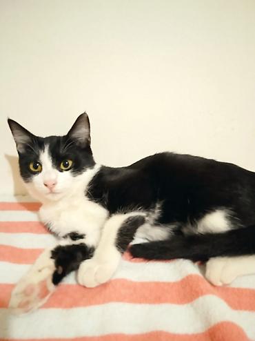 Вязка кошек: Котёнок кошечка — чёрно-белые «смокинги» . Яркие жёлто-зелёные глаза — 2