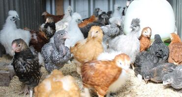 животные в зоомагазине: Продаю 1,5 месячных цыплят. Вакцинированные