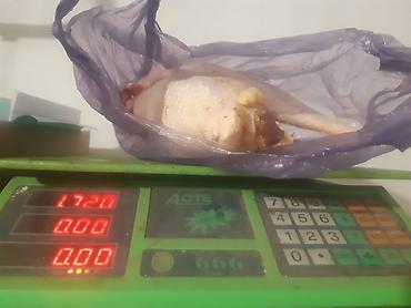 кох: Продаю | Куры | Домашняя, Полубрама, КОББ 500 | Для разведения, Для боев, На забой — 8