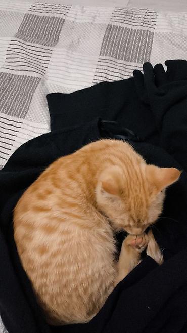 возьму кошку в добрые руки: Нашли котёнка,на вид месяца 3. на улице очень холодно — 2