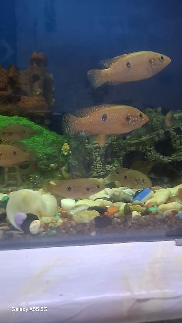 Рыбы: Продаю аквариум вместе с рыбами — 4