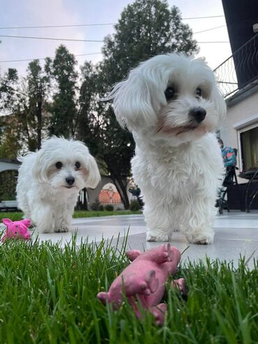 Psi: , Von House Petronijevic Ub, odgajivačnica FCI 5708. Maltezer mini — 12