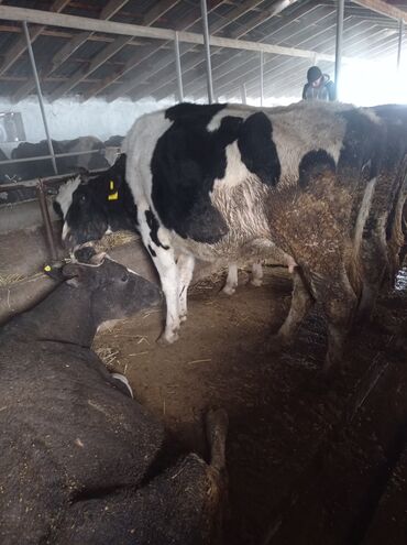 Коровы, быки: Продаю | Корова (самка) | Полукровка | Для разведения, Для молока — 6
